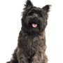 Profil du Cairn Terrier Image du chien