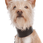 Podengo Portugues, chien à poil dur du Portugal, chien rouge blanc, chien de couleur orange, chien aux oreilles dressées, chien de chasse, chien de famille