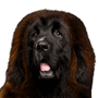 Dogue du Tibet rouge, chien tibétain, race tibétaine, chien similaire au Leonberger, grand chien brun, race géante, chien, mammifère, vertébré, race de chien, Canidae, race de chien géant, race similaire au Terre-Neuve, carnivore, grand chien similaire au Leonberger en brun et noir, Groupe sportif,