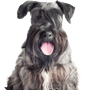 Cseh terrier kutya elszigetelt