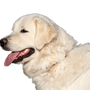 Portré egy gyönyörű fehér kutyáról - szlovák csuvas