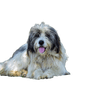 A román kárpáti kutya (rövidítve CRC) egy olyan kutya, amelyet a román pásztorok évszázadok óta használnak a Kárpátokban a nyájak őrzésére, és kiváló házőrző.