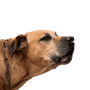 A cimarron fajtájú uruguayi kutya vadászik a mezőn. A nagyvadak vadászatának koncepciója