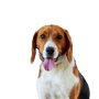 American Foxhound fajtaleírás, Beagle-hez hasonló kutya