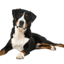 Appenzeller hegyi kutya profilkép