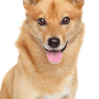 Finn spitz nevet a kamerába, portré, állófülű kutya, vörös kutyafajta, német spitzhez hasonló kutya, Karelo-Finnish Laika, Suomenpystykorva