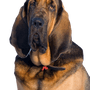 Hubertus kutya, Szent Hubertus kutya, véreb, barna kutya sok hajtással
