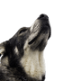 Jämthund fajtaleírás, a Huskyhoz hasonló kutya