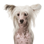 Kínai címeres kutya vagy meztelen kutya fajta leírása