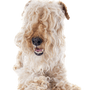 Lakeland Terrier temperamentum