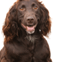 Német Wachtelhund fajtaleírás, barna közepes méretű kutya