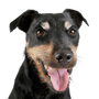 Német Vadászterrier durva szőrű, durva szőrű kutya Németországból