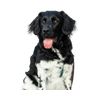 Stabyhoun fajtaleírás, nagy fekete-fehér kutya Hollandiából, a Border Collie-hoz hasonló kutya.
