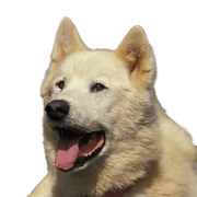 Porträt eines Grönlandhundes