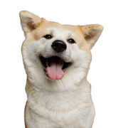 Hund, Säugetier, Wirbeltier, Canidae, Hunderasse, Fleischfresser, Akita, Akita inu wird oft mit einem Shiba Inu verwechselt, großer weißer Hund mit Stehohren, japanische Hunderasse, langes Fell