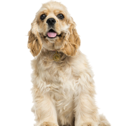 American Cocker Spaniel Hund