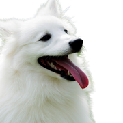 American eskimo Dog Rassebeschreibung, intelligente Hunderasse aus Amerika, Deutscher Spitz, Urspitz, Spitz weiß