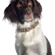 American Spaniel, Wasserspaniel, American Water Spaniel Rassebeschreibung