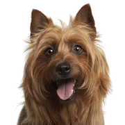 Australian Terrier, kleine Hunderasse, Australische Hunde, Hund mit Stehohren, Terrierhund, Anfängerhunderasse, Hund für die Stadt, Schäferhund klein, Rattenjagd, Hund der Ratten gejagt hat, Hund mit Mähne