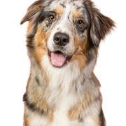 Hund, Säugetier, Wirbeltier, australischer Collie, Hunderasse, Canidae, australischer Schäferhund, Fleischfresser, Begleithund, australischer Shepherd, Mini Aussie in Merle, dreifärbiger Hund mit langem Fell