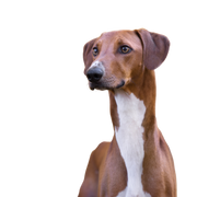 Azawakh ist ein afrikanischer Windhund, Rassebeschreibung eines schnellen Hundes