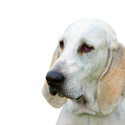 Billy Hund Rassebeschreibung, großer weißer Hund mit langem Ohren, Hund mit Schlappohren und kurzem Fell, Hund ähnlich Beagle in groß