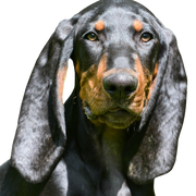 Black and Tan Coonhound, Jäger Hund, Jagdhund, schwarz braune Hunderasse aus Amerika, amerikanischer Hund mit langen Schlappohren, Hund ähnlich Bracke, große Hunderasse, Waschbärjagdhund