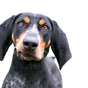 Bluetick Coonhound Rassenbeschreibung