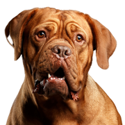 Hund, Säugetier, Wirbeltier, Hunderasse, Canidae, braue Dogue de Bordeaux, Fleischfresser, Arbeitshund, Molosser, Wachhund, großer brauner Hund, Faltenhund