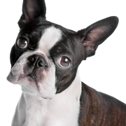 Boston Terrier