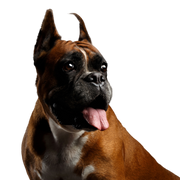 Säugetier, Hund, Wirbeltier, Hunderasse, Canidae, Boxer Rasse, Schnauze, Fleischfresser, Arbeitshund, Stehohren beim Boxer Hund, Kampfhund, Listenhund, Familienhund