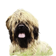 Briard Hund