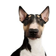 Hund, Säugetier, Wirbeltier, Hunderasse, Canidae, Bullterrier (Miniatur), Fleischfresser, Bullterrier mit Stehohren, alter englischer Terrier, Schnauze, braun weißer Bullterrier, Kampfhund, Listenhund, dreifärbige mittelgroße Hund