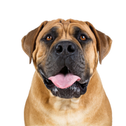 Bullmastiff, englisch Mastiff Hund