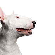 Säugetier, Hund, Wirbeltier, Bullterrier (Miniatur), Canidae, alter englischer Terrier, Hunderasse, Bullterrier, Stier und Terrier, englischer weißer Terrier, Kampfhund, Listenhund, Hund mit langer Schnauze, mittelgroßer Hund