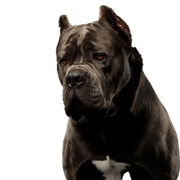 Hund, Säugetier, Wirbeltier, Canidae, Hunderasse, schwarzer Cane Corso, Fleischfresser, Schnauze, Rasse ähnlich Molosser, alte englische Bulldogge, kupierte Ohren und aufgestellte Ohren, große muskulöse Rasse Kampfhund Listenhund aus Italien