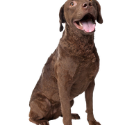 Chesapeake Bay Retriever Temperament und Rassebeschreibung