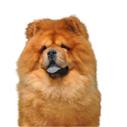 Chow Chow Hund