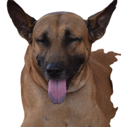 Combai Hund Rassebeschreibung, großer brauner Hund mit lila Zunge und Stehohren