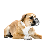 Continentale Bulldogge Hund