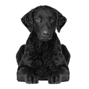 Rassebeschreibung des Curly Coated Retriever, Hund mit schwarzen Locken, Hund der aussieht wie Labrador aber mit Locken, reinrassiger Hund mit Locken, Temperament und Charakter des Curly Coated Retriever, Retrieverrasse, Jagdhund