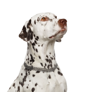 Hund, Wirbeltier, Canidae, Säugetier, Dalmatiner, Hunderasse, Fleischfresser, großer weißer Hund mit schwarzen Punkte, 101 Dalmatiner Hunderasse, Hund ähnlich Labrador