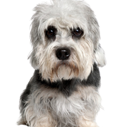 Hund, Säugetier, Wirbeltier, Hunderasse, Canidae, Fleischfresser, Terrier, Schnauze, kleiner Terrier, hellgrauer Dandie Dinmont Terrier liegend vor weißem Hintergrund