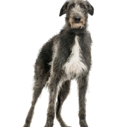 Scottish Deerhound, großer Hund mit rauhaarigem Fell, grauer großer Hund, Windhund