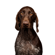 Hund, Säugetier, Wirbeltier, Canidae, Hunderasse, Fleischfresser, Sportgruppe, Leber, Zeigerasse, Deutscher Pointer Kurzhaar, großer brauner Hund mit weißen Flecken, Hund ähnlich Viszla, Jagdhund