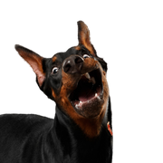 Dobermann, Wirbeltier, Säugetier, Hunderasse, Canidae, großer Pinscher, Hund, Hund ähnlich Manchester Terrier, Wachhund, Schnauze, großer schwarzer Hund mit Stehohren