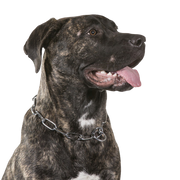 Kanarische Dogge, Dogo Canario Hund