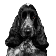 Hund, Säugetier, Wirbeltier, Canidae, Hunderasse, englischer Cockerspaniel, Cockerspaniel, deutscher Spaniel, Fleischfresser, Spaniel, schwarzer mittelgroßer Hund mit weißen Flecken und Schlappohren