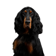 Hund, Wirbeltier, Canidae, Hunderasse, Säugetier, Gordon Setter, Fleischfresser, Cockerspaniel, Sporting Group, großer schwarzer Hund mit braunen Stellen, Schlappohren und leichten Wellen im Fell, Hunderasse ähnlich Golden Retriever vom Fell her