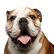 Hund, Wirbeltier, Hunderasse, alte englische Bulldogge, Canidae, Säugetier, Bulldogge, alte englische Bulldogge, britische Bulldoggen hechelt, Kampfhund, Listenhund, braun weiße Bulldogge, mittelgroßer Hund mit kupierten Ohren